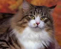 Пазл Сибирский кот