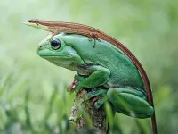 Пазл Лягушка и ящерка