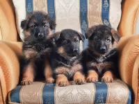 Пазл Сикьюрити