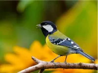 Пазл Синичка