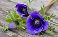 Пазл Синие анемоны