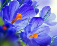 Пазл Синие крокусы