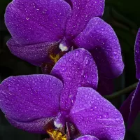 Пазл Синие орхидеи
