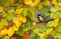 Пазл Синица