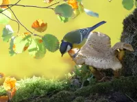 Пазл Синица