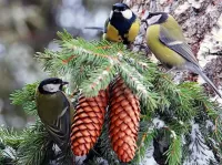 Пазл Синицы на ели