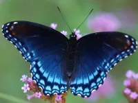 Пазл Синяя бабочка