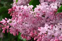 Пазл Сирень