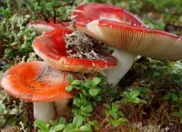 Пазл Сыроежки 