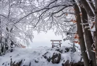 Пазл Скамья под деревьями