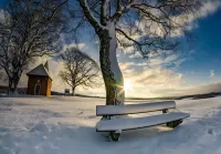 Пазл Скамья у дерева