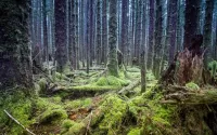 Пазл Сказочный лес