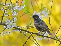 Пазл Скворушка