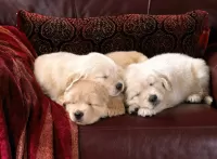 Пазл Сладкий сон