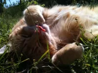 Пазл Сладкий сон