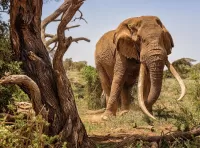 Пазл Слон