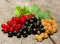 Пазл Смородина