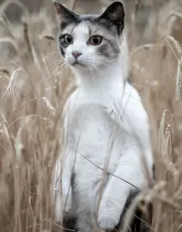 Пазл Смотрящий вдаль