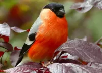 Пазл Снегирь