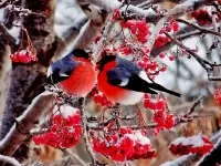 Пазл Снегири