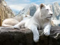 Пазл Снежный лев