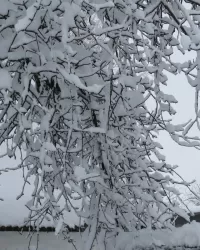 Пазл Снежность