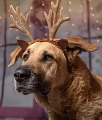 Пазл Собака-олень