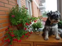 Пазл собаки