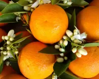 Пазл Сочные апельсины