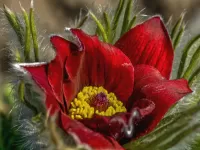 Пазл Сон-трава