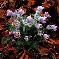 Пазл Сон-трава