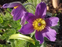 Пазл Сон-трава