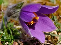 Пазл Сон-трава