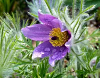 Пазл Сон-трава