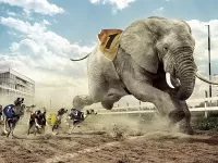 Пазл Соревнование