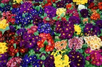 Пазл Соцветие примулы