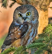 Пазл Сова