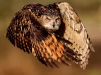 Пазл Сова в полёте