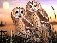 Пазл Совы 