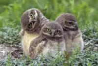 Пазл Совята