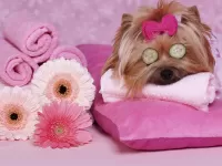 Пазл Спа для собачки