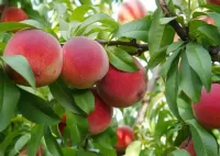 Пазл Спелые персики