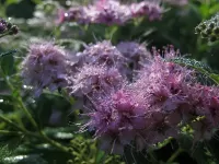 Пазл Спирея