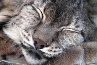 Пазл Спящая рысь