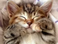 Пазл Спящий котёнок 