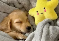 Пазл Спящий щенок