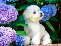 Пазл Среди гортензий