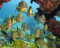 Пазл Стайка рыб