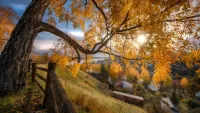 Пазл Старая береза