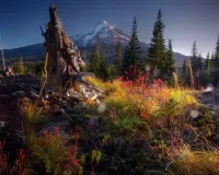 Пазл Старый пень